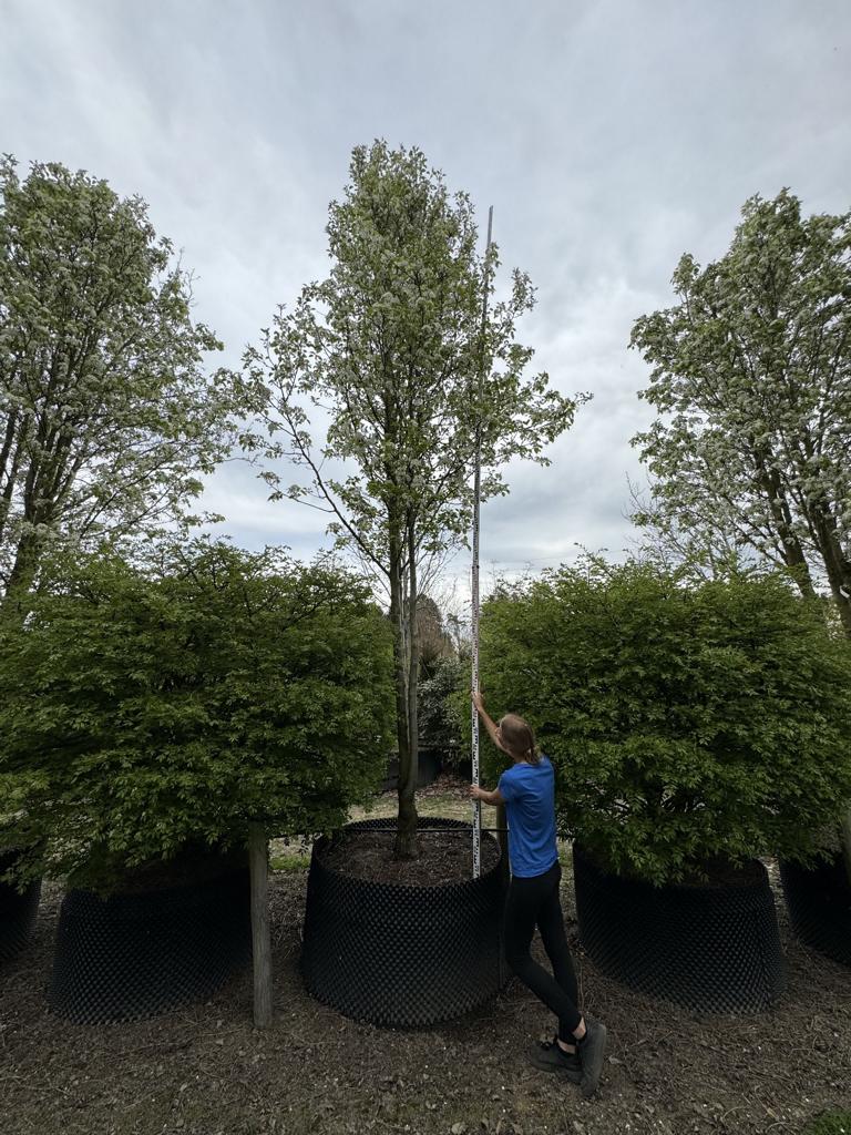 Pyrus calleryana 'Chanticleer'