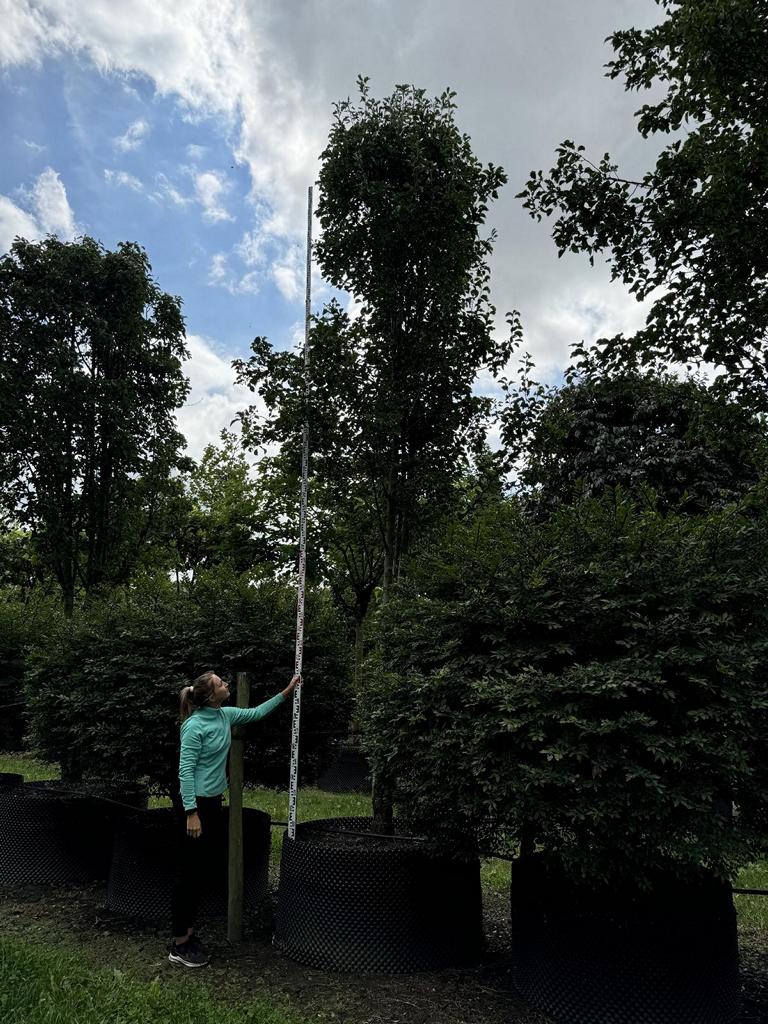 Pyrus calleryana 'Chanticleer'