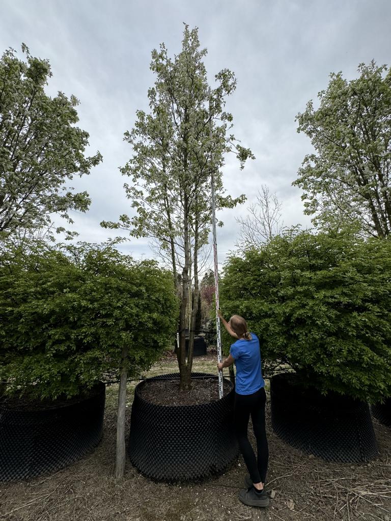 Pyrus calleryana 'Chanticleer'