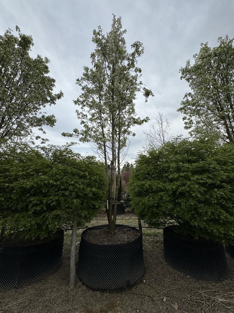 Pyrus calleryana 'Chanticleer'