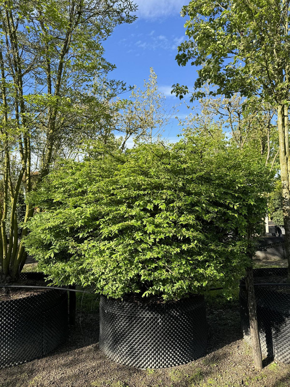 Euonymus alatus Kugel