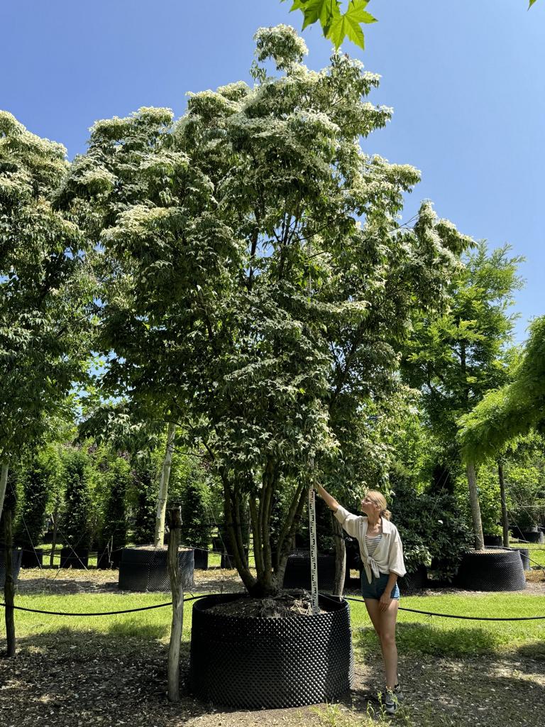 Cornus kousa var. chinensis