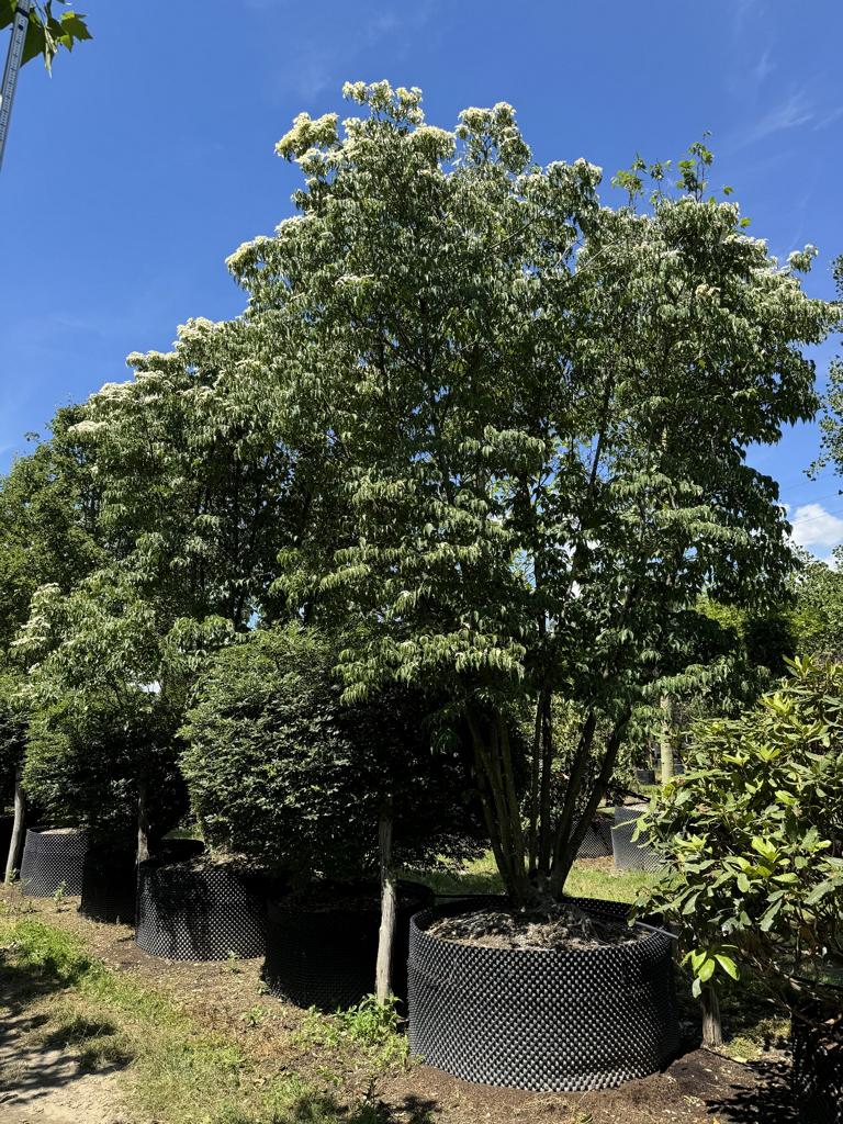 Cornus kousa var. chinensis