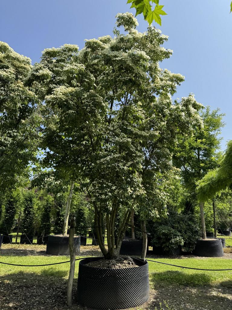 Cornus kousa var. chinensis