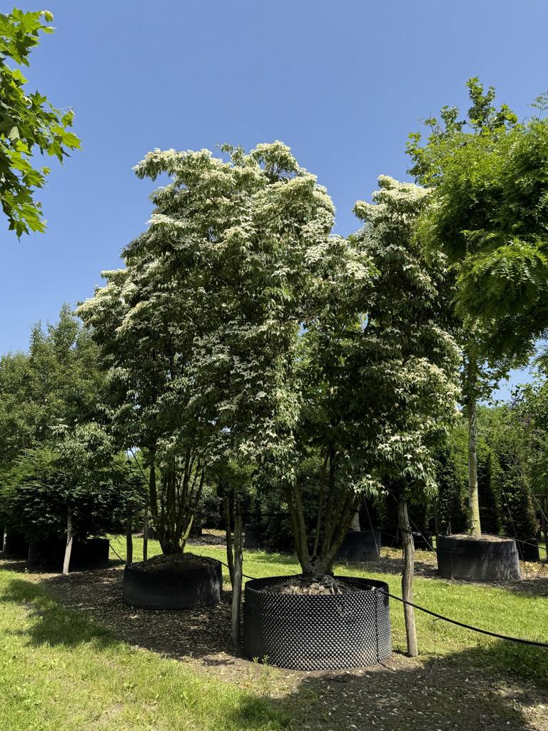 Cornus kousa var. chinensis