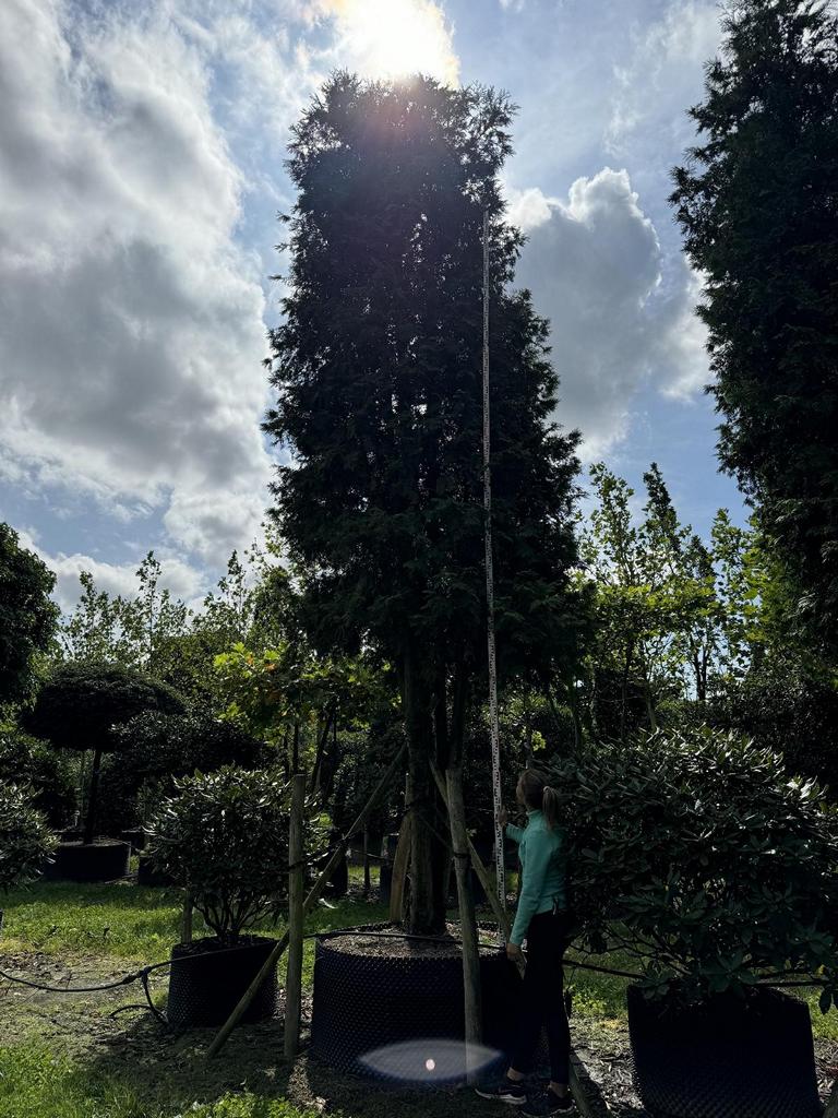 Thuja o. 'Brabant' aufgeschnitten