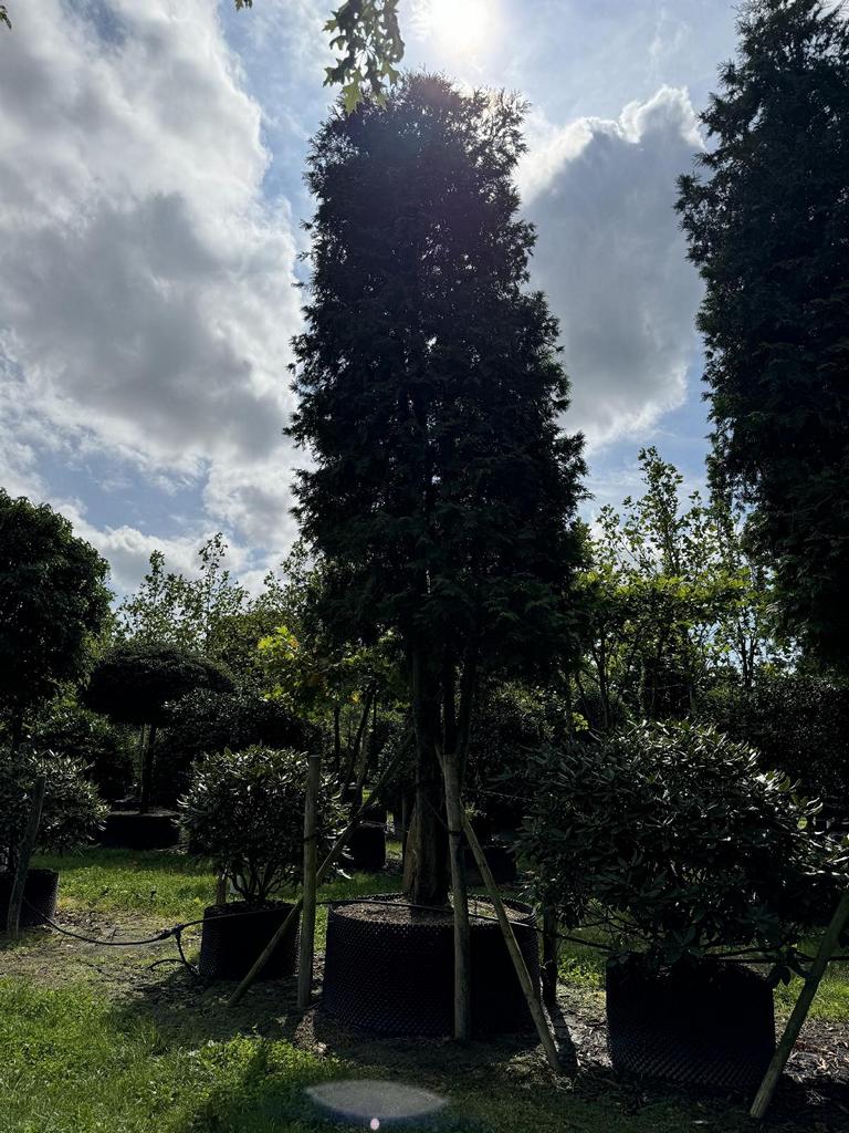 Thuja o. 'Brabant' aufgeschnitten