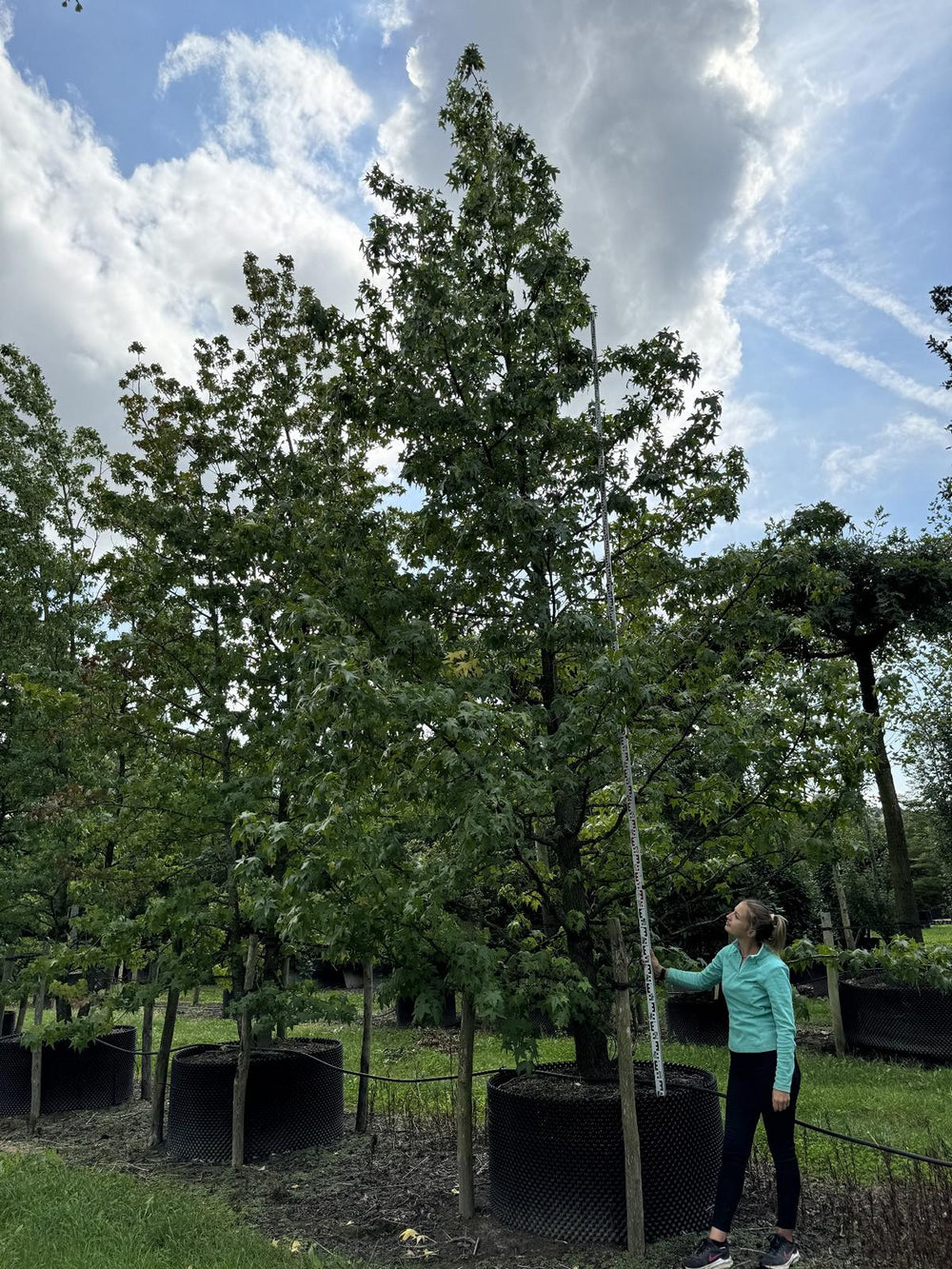 Liquidambar styraciflua