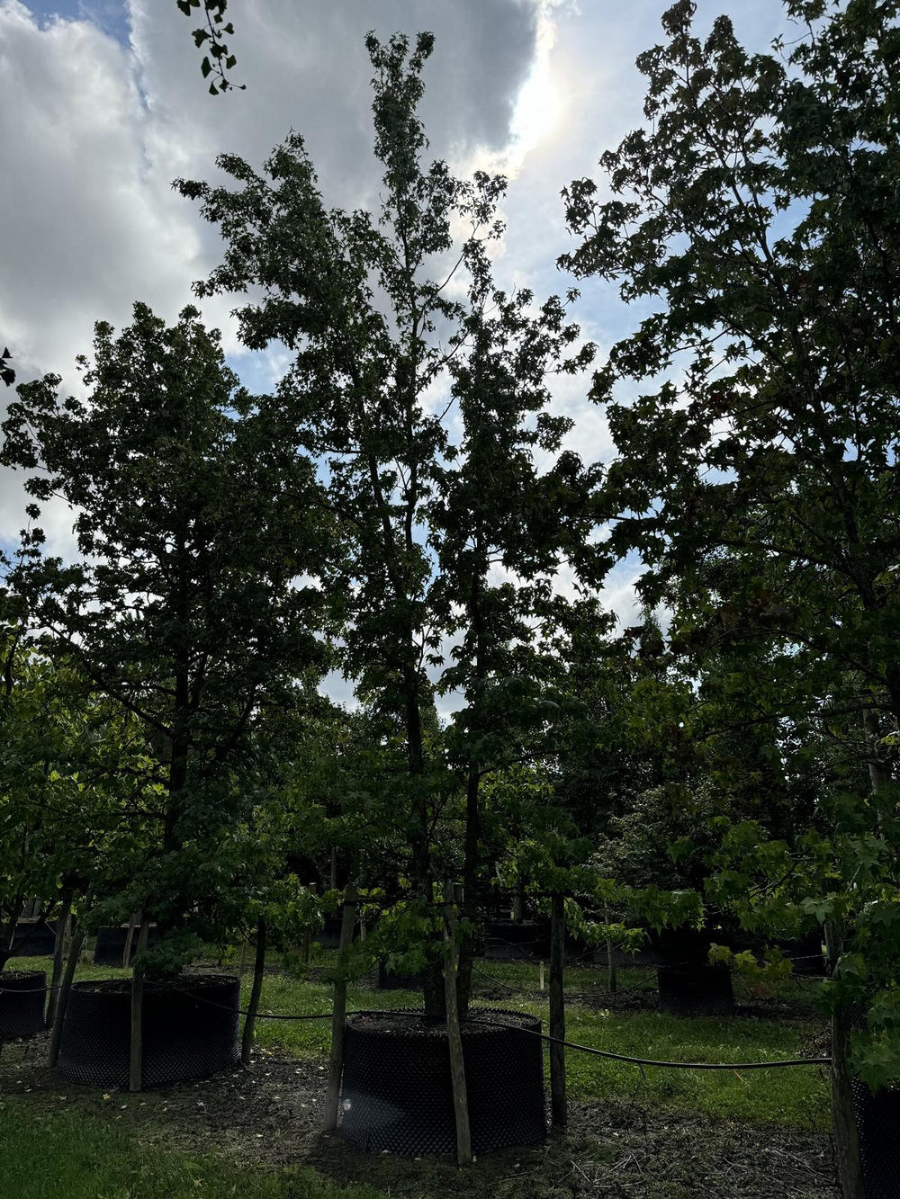 Liquidambar styraciflua