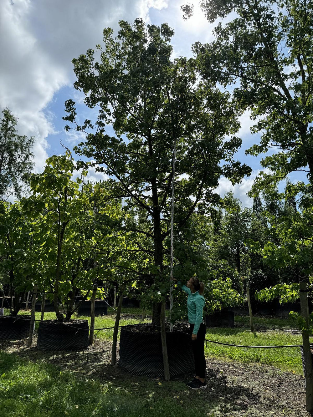 Liquidambar styraciflua