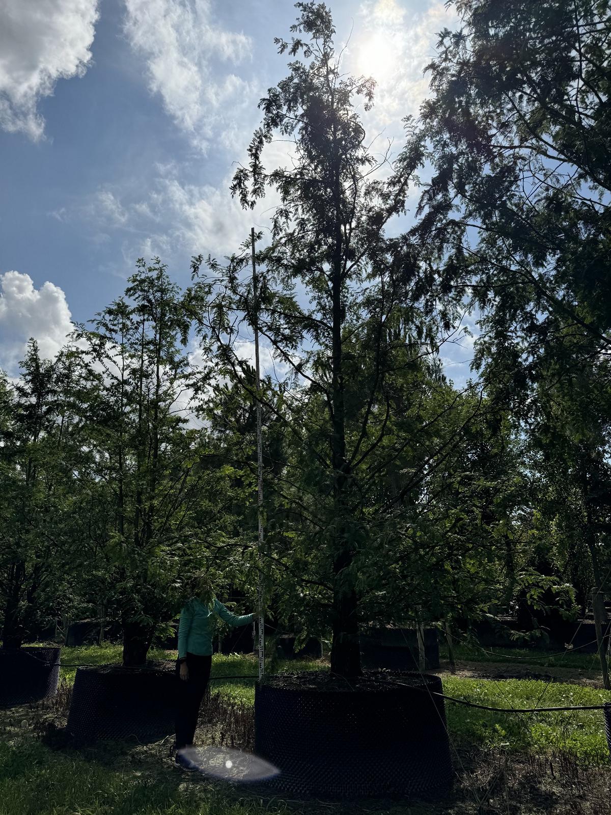 Metasequoia glyptostroboides