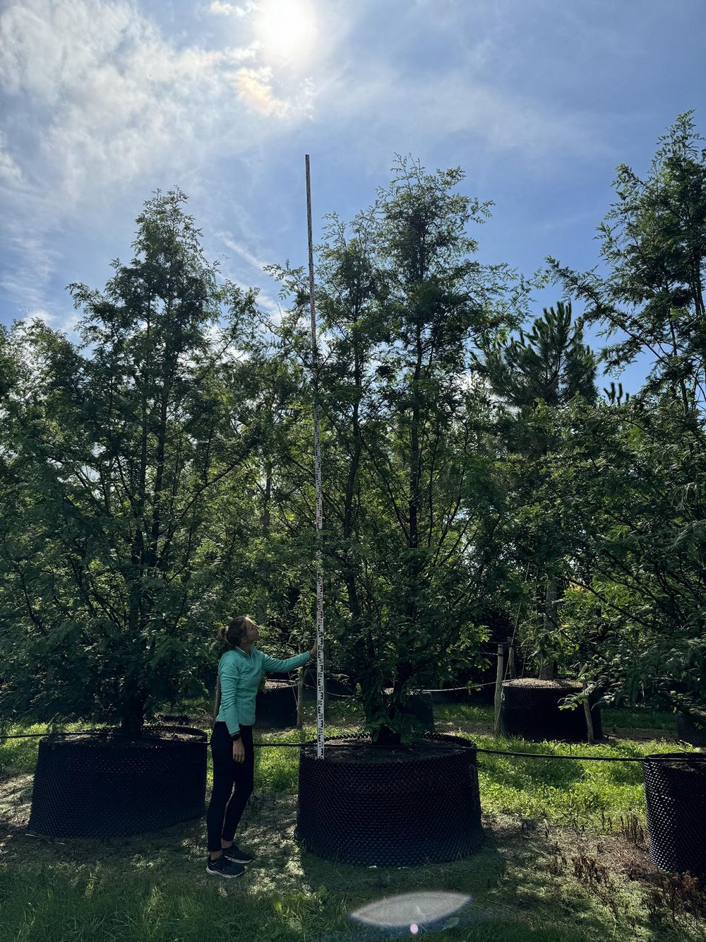 Metasequoia glyptostroboides