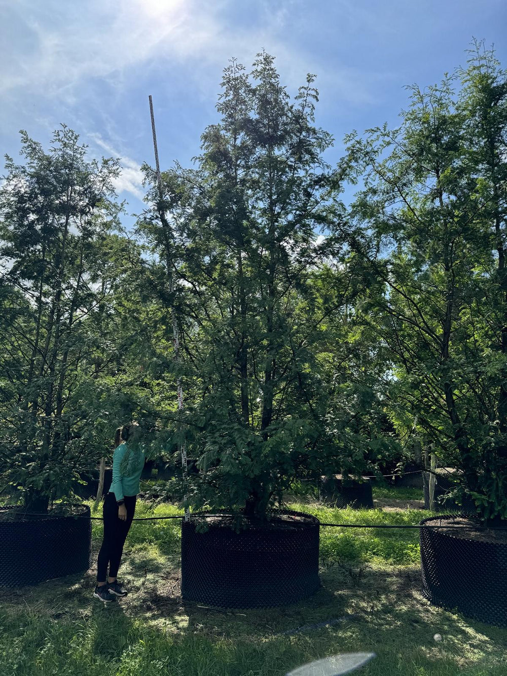 Metasequoia glyptostroboides