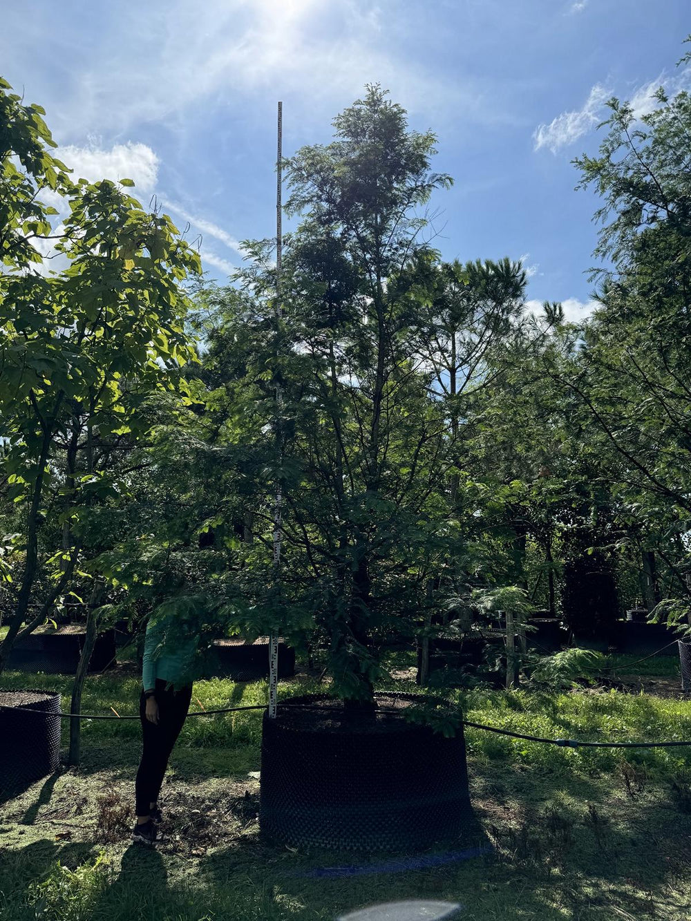 Metasequoia glyptostroboides