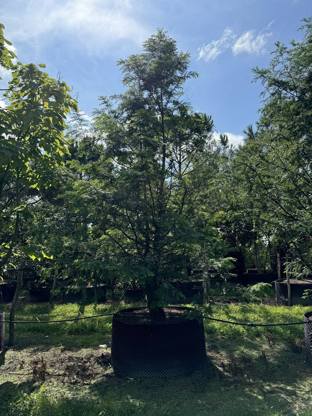 Metasequoia glyptostroboides