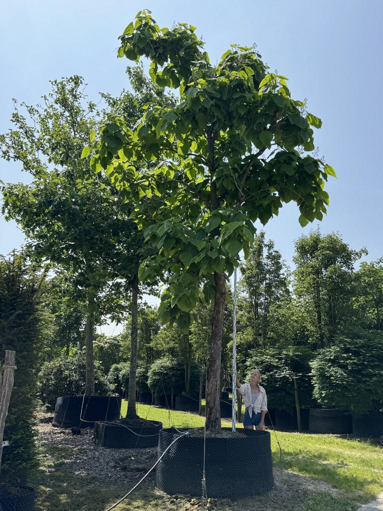 Catalpa bignonioides
