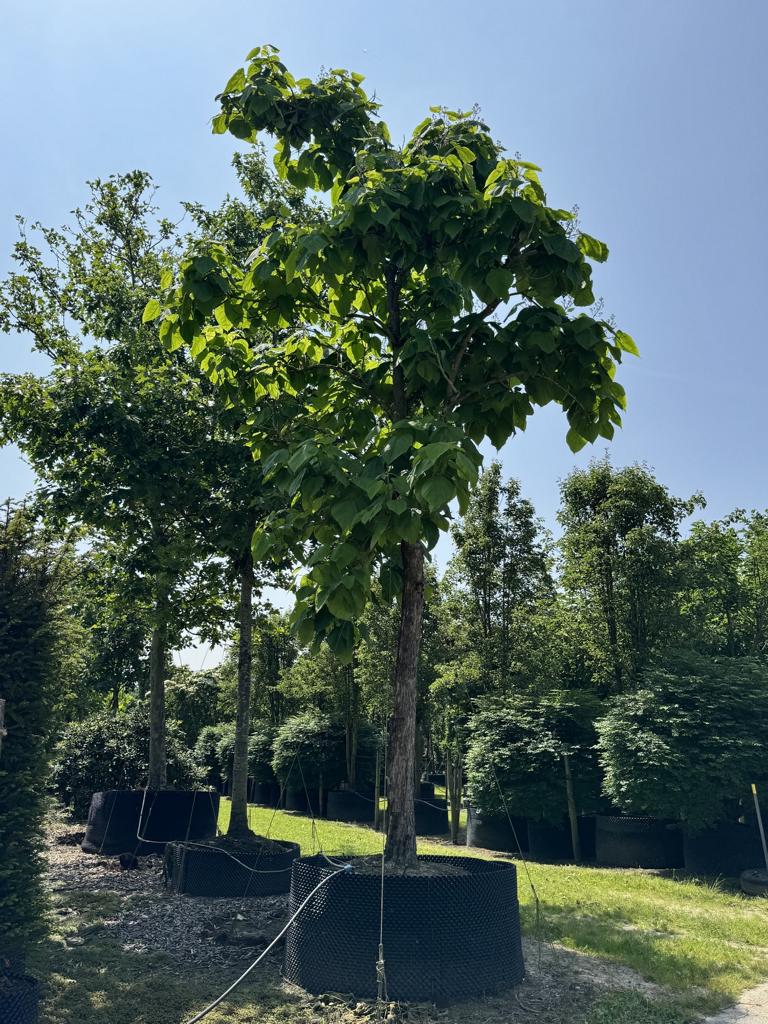 Catalpa bignonioides