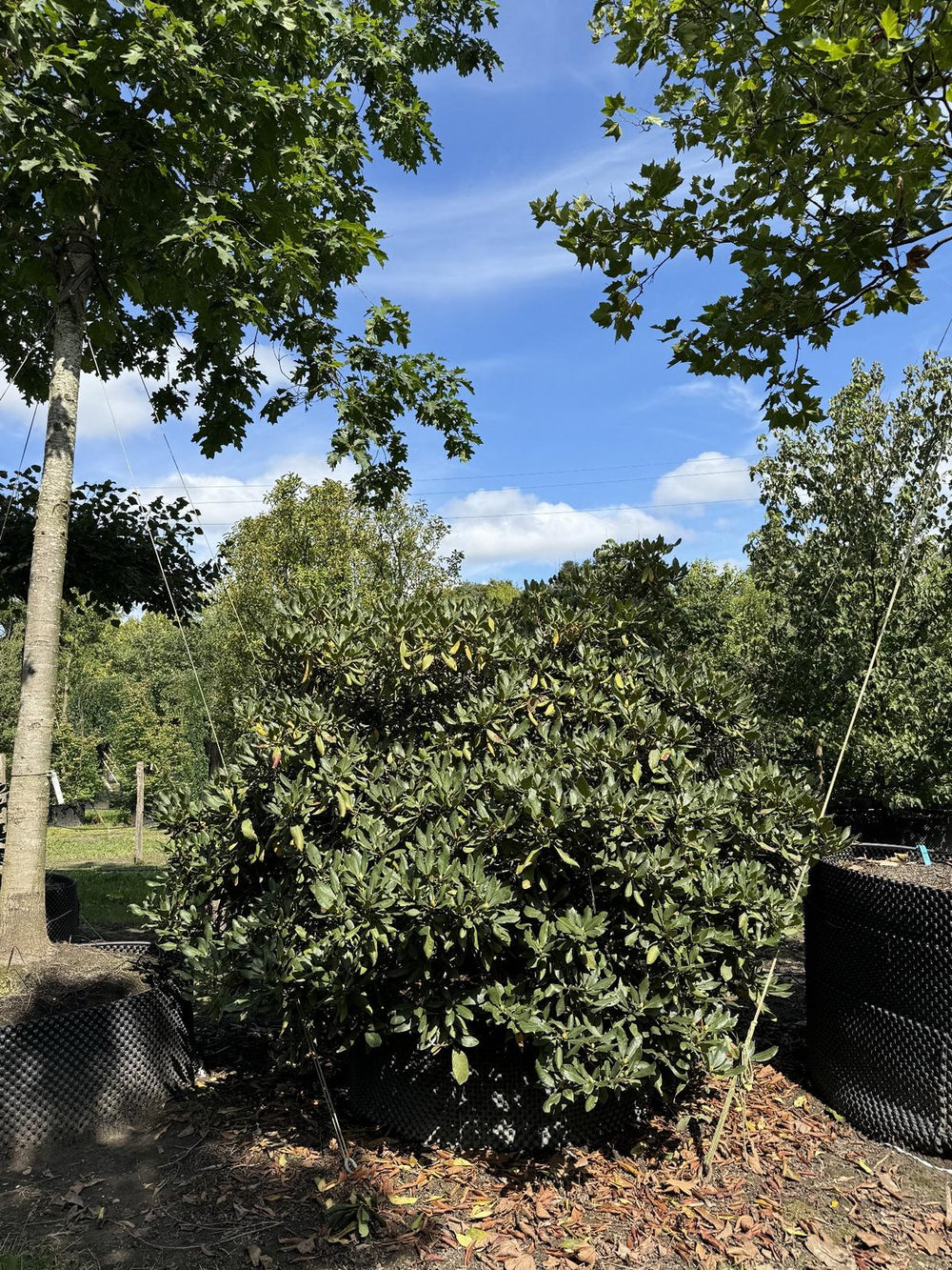 Rhododendron (Catawbiense-Gruppe) 'Nova Zembla'