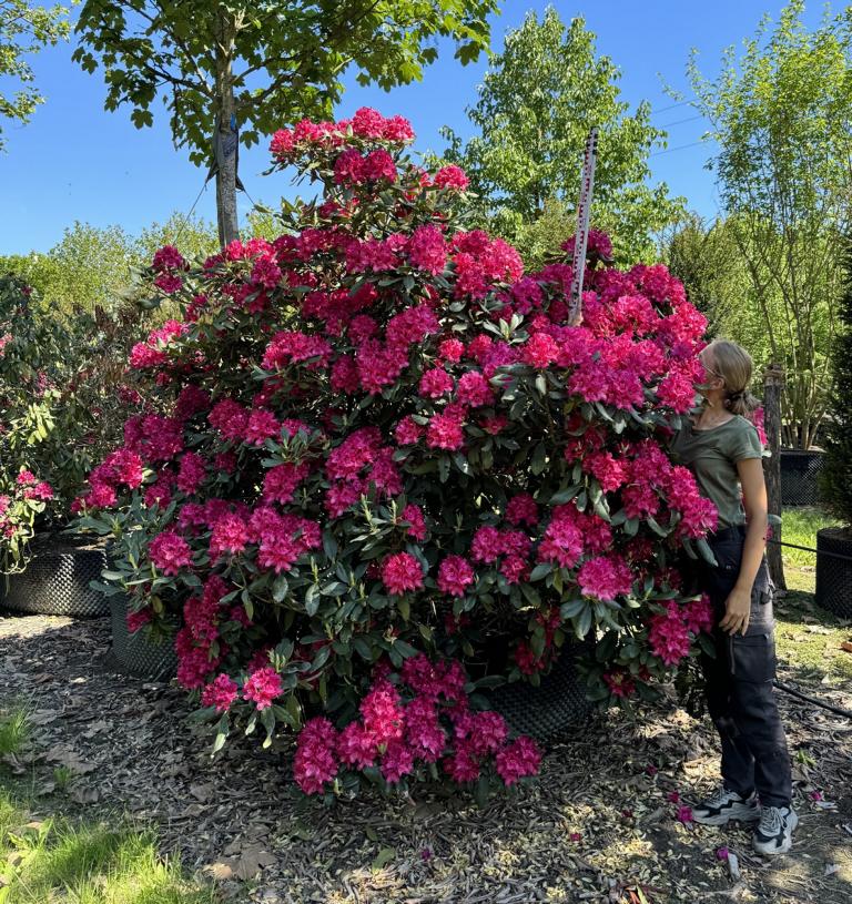 Rhododendron (Catawbiense-Gruppe) 'Nova Zembla'