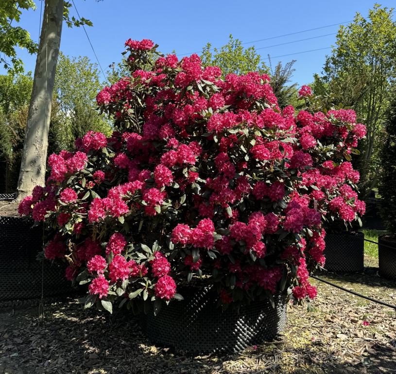 Rhododendron (Catawbiense-Gruppe) 'Nova Zembla'