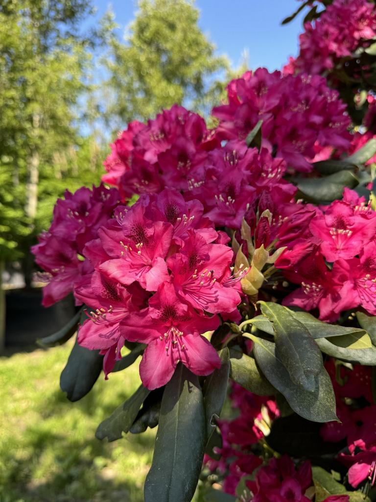 Rhododendron (Catawbiense-Gruppe) 'Nova Zembla'