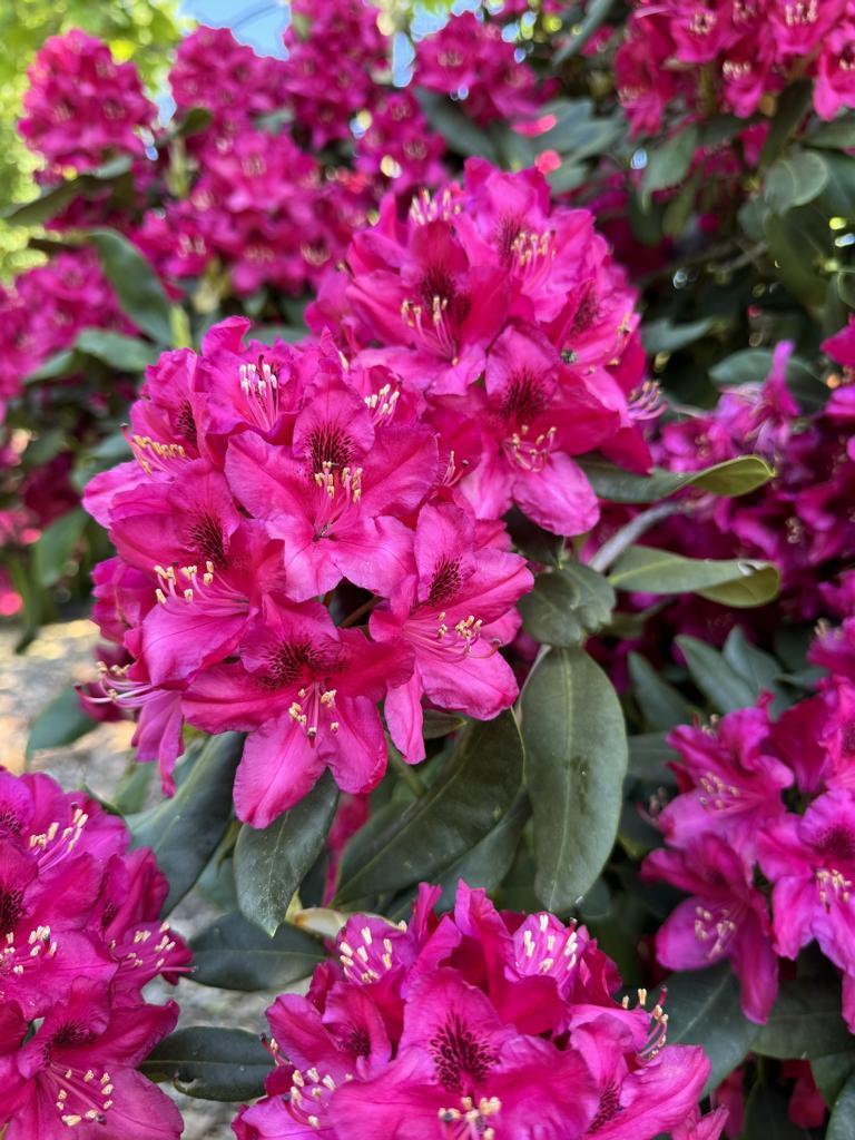 Rhododendron (Catawbiense-Gruppe) 'Nova Zembla'