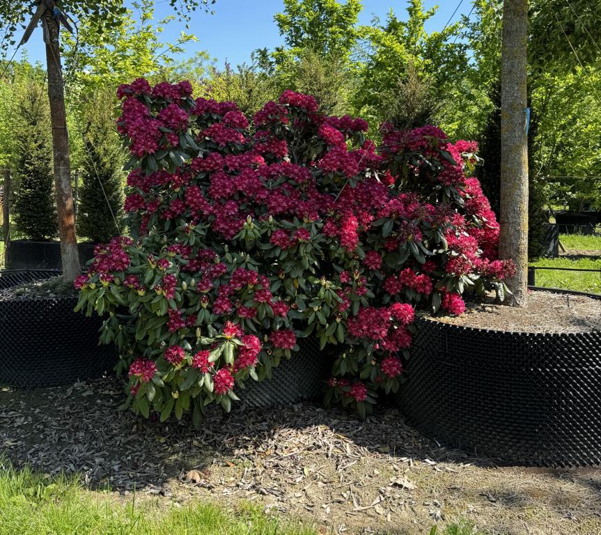 Rhododendron (Catawbiense-Gruppe) 'Nova Zembla'