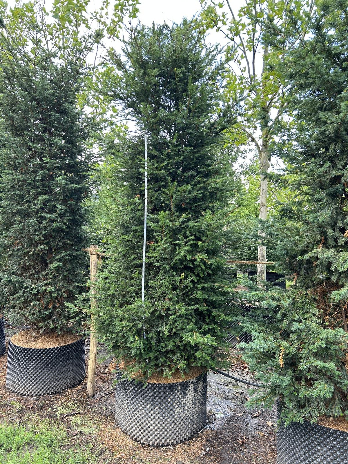 Taxus baccata