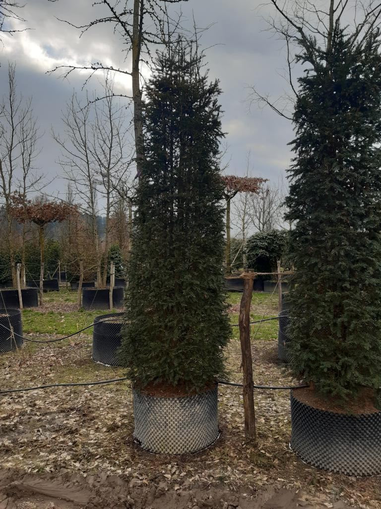 Taxus baccata