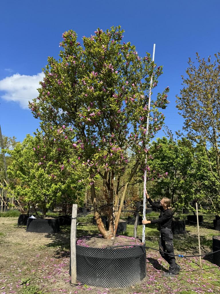 Magnolia 'Susan' Schirmform