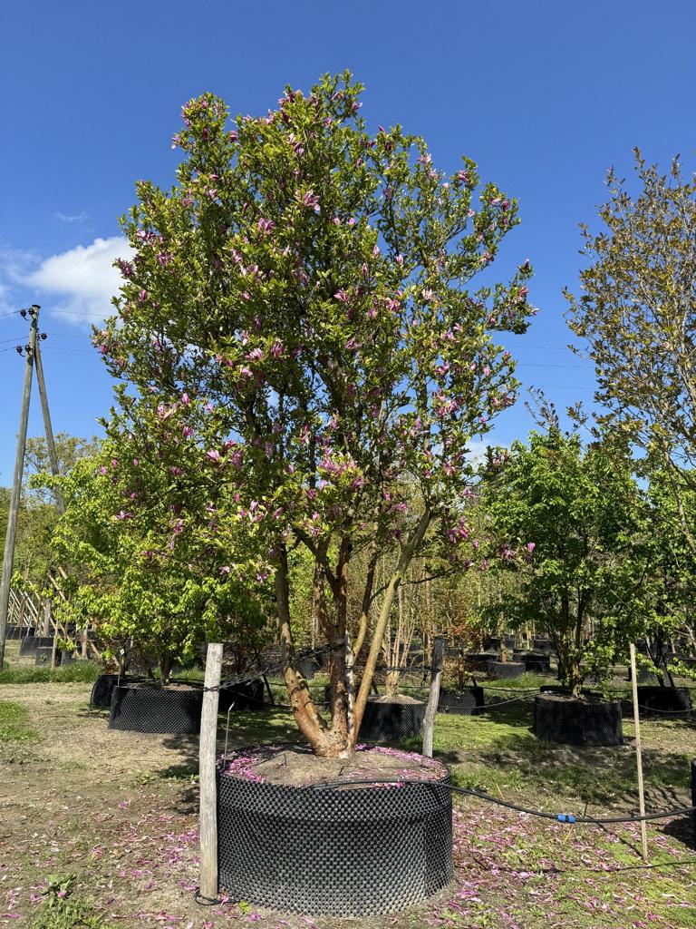 Magnolia 'Susan' Schirmform