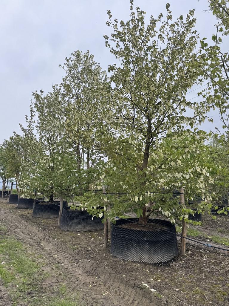 Davidia involucrata