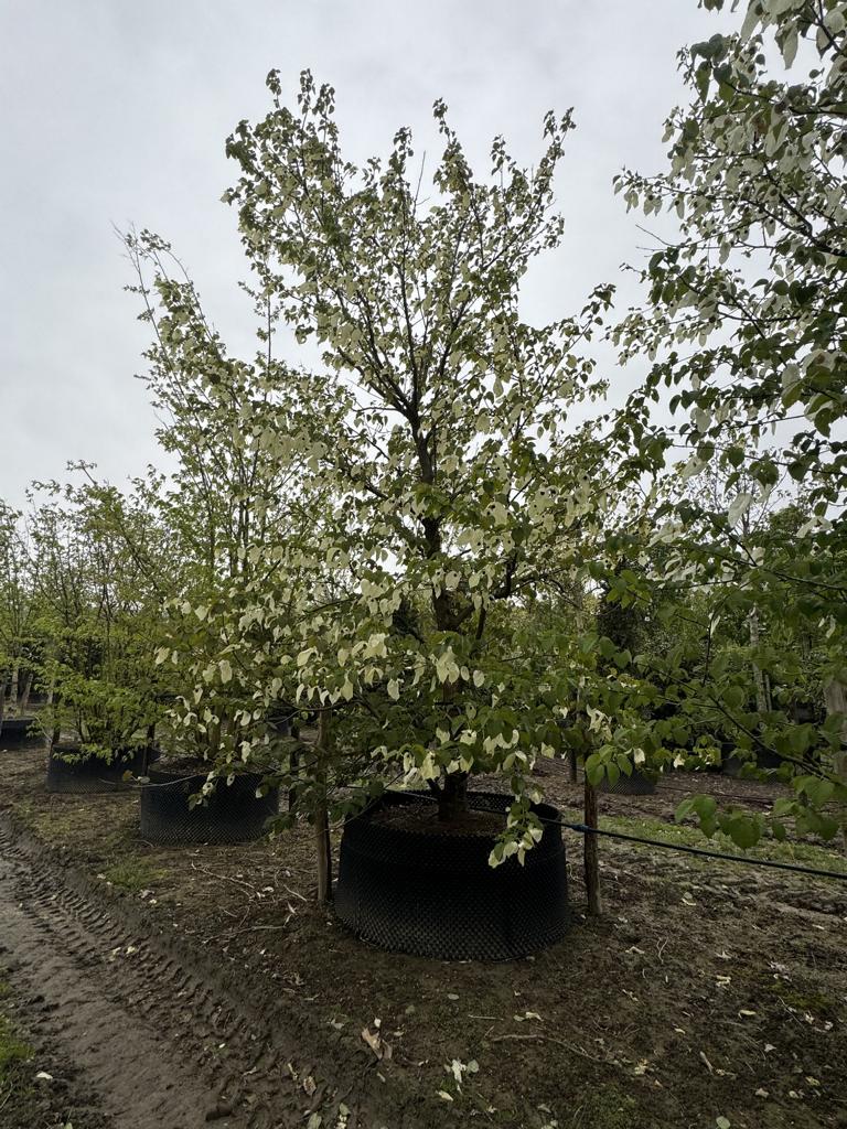 Davidia involucrata