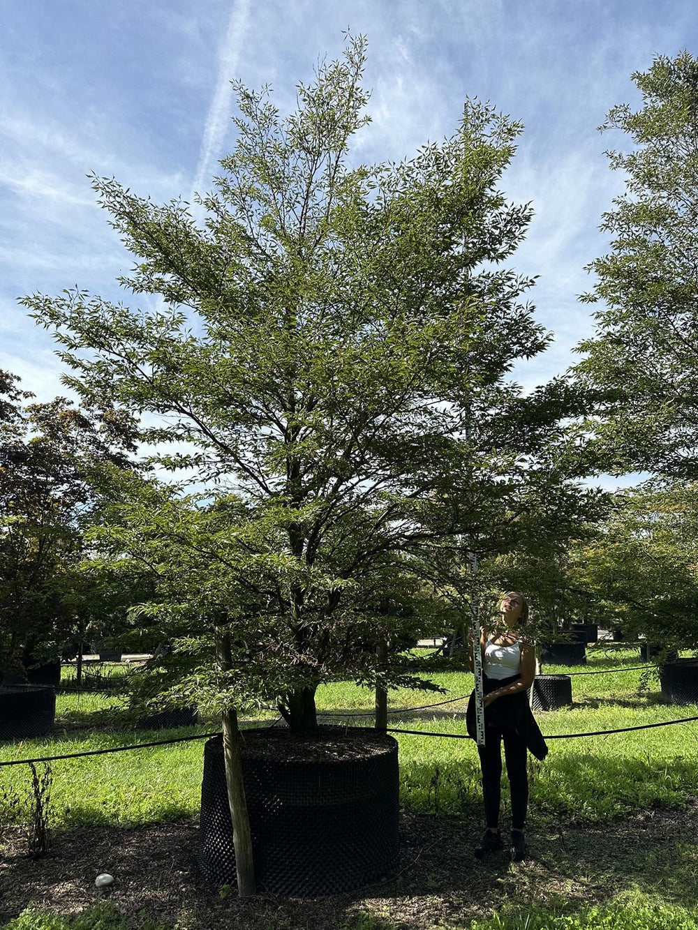 Fagus sylvatica 'Aspleniifolia'