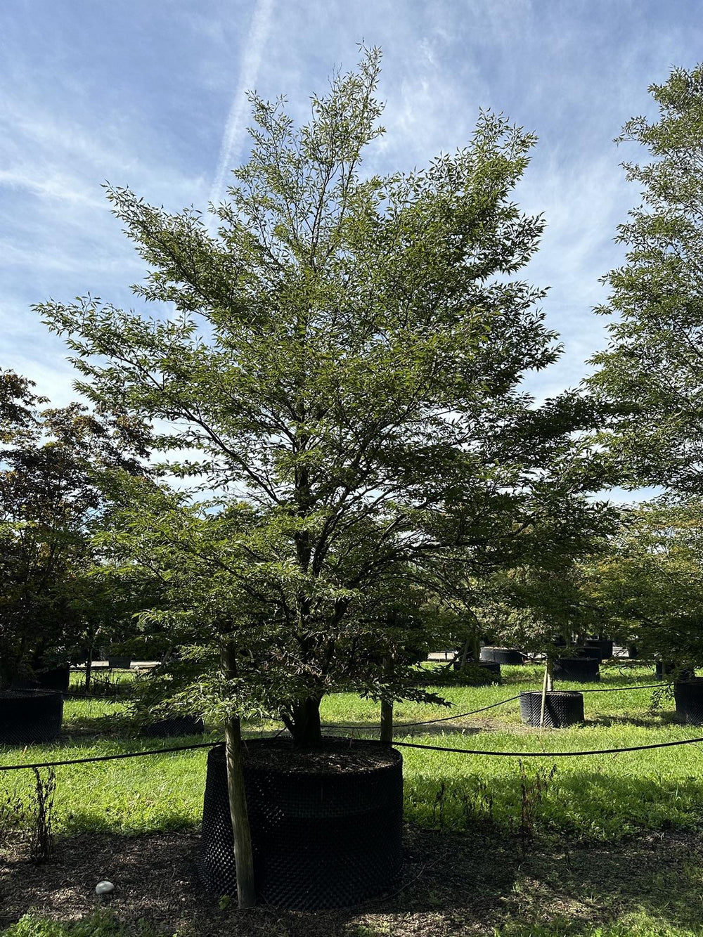 Fagus sylvatica 'Aspleniifolia'