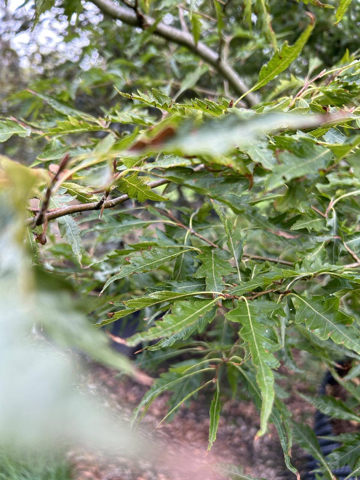 Fagus sylvatica 'Aspleniifolia'