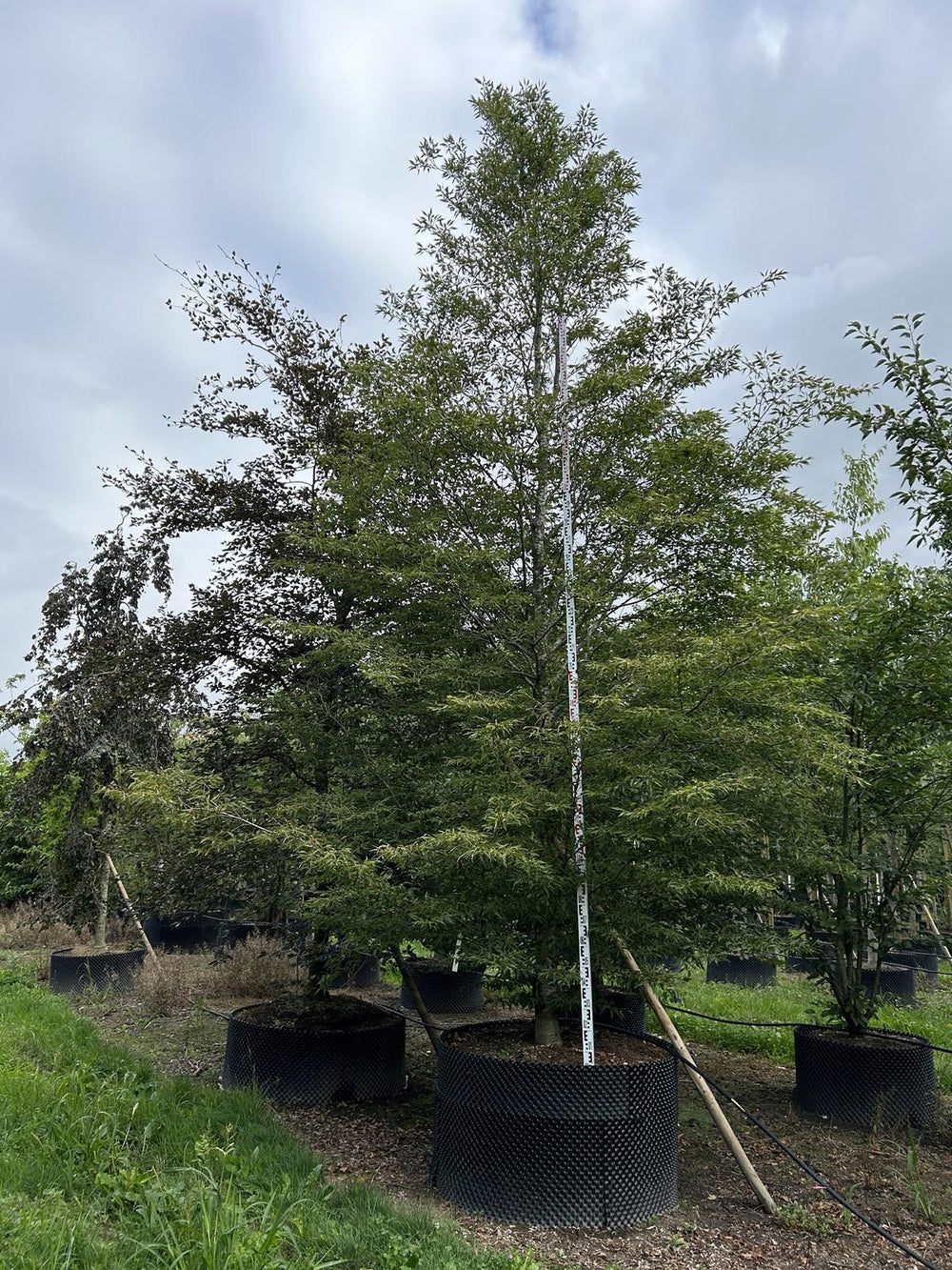 Fagus sylvatica 'Aspleniifolia'