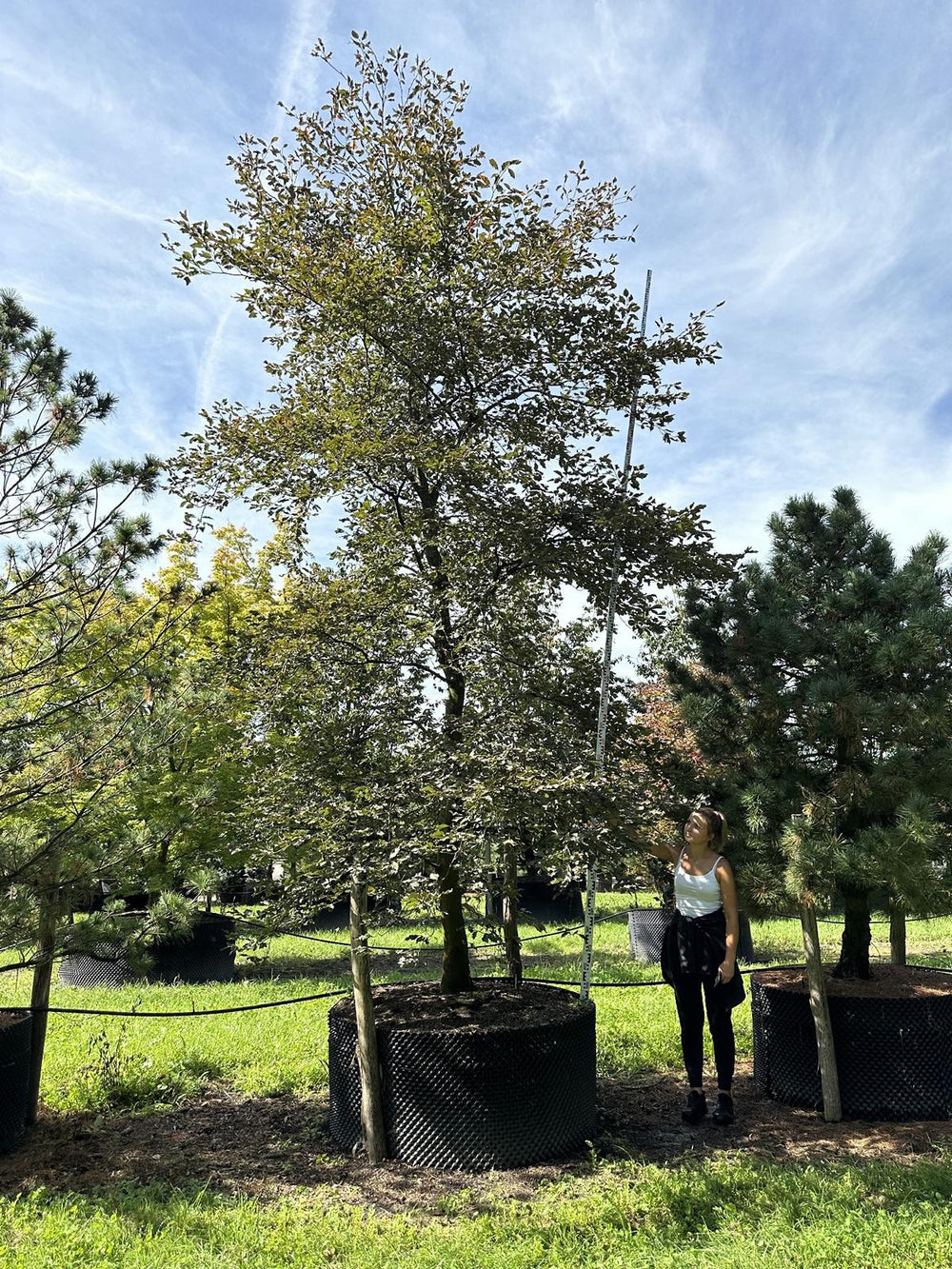 Fagus sylvatica 'Atropunicea'