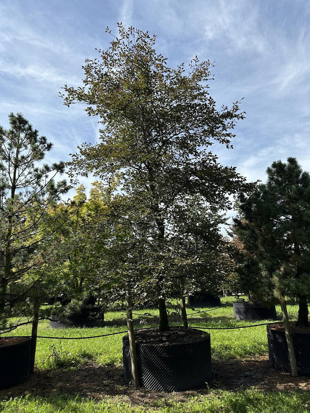 Fagus sylvatica 'Atropunicea'