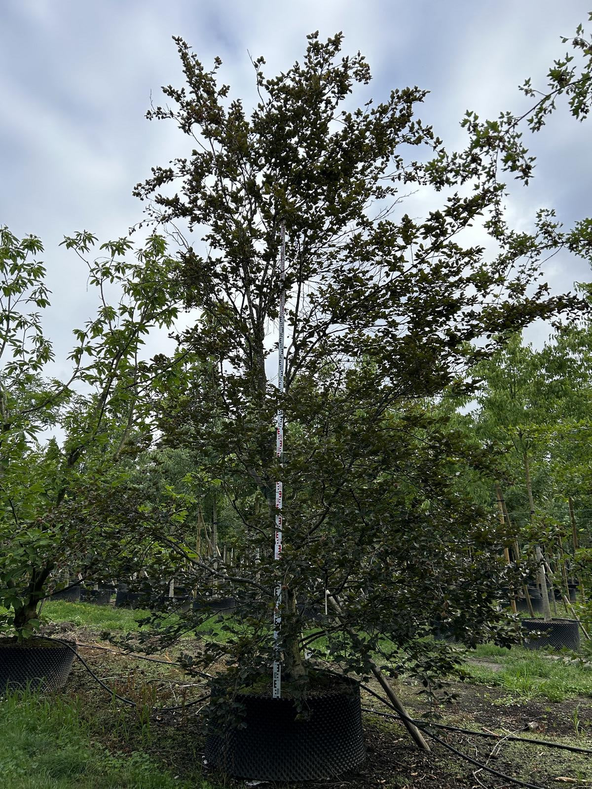 Fagus sylvatica 'Atropunicea'