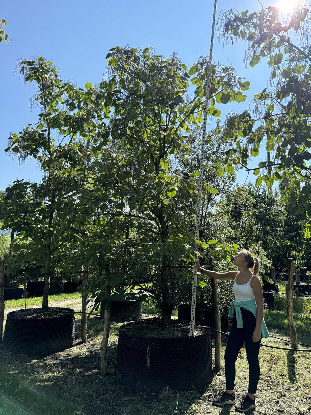 Catalpa ovata