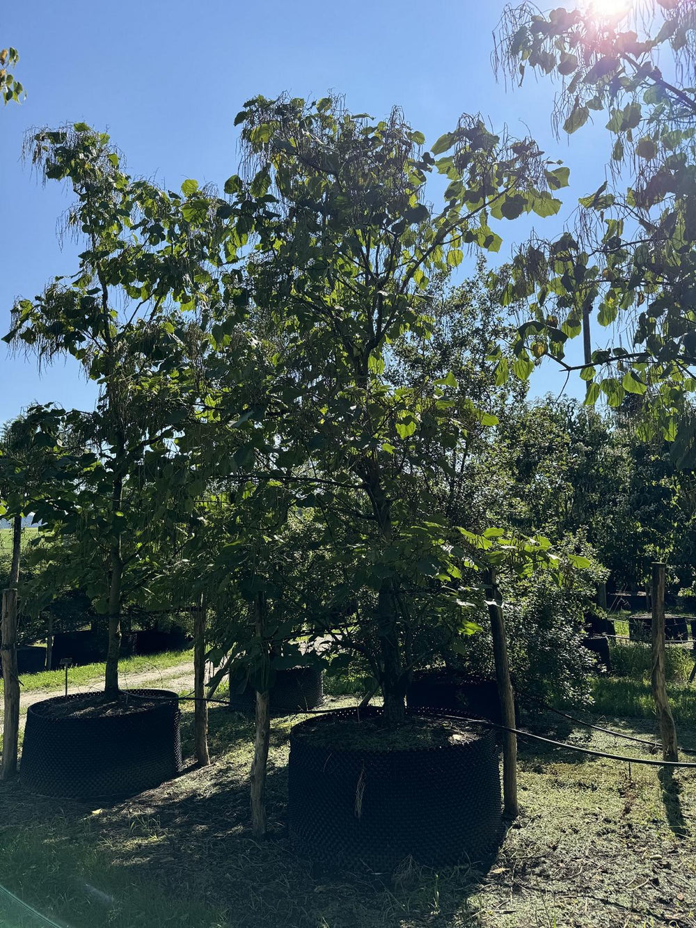 Catalpa ovata