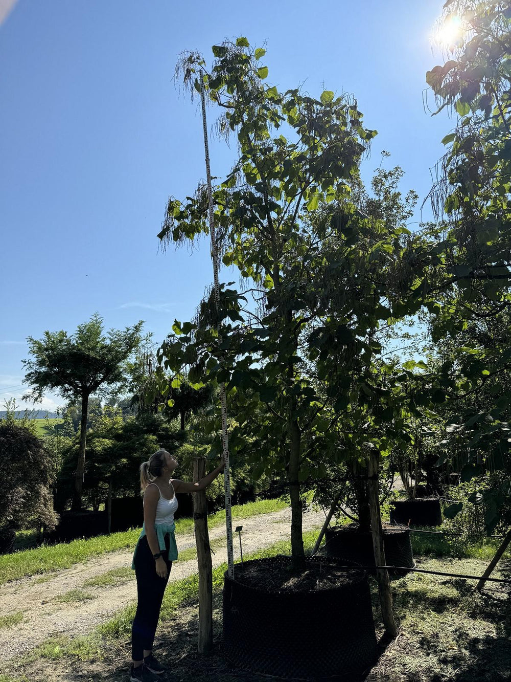 Catalpa ovata