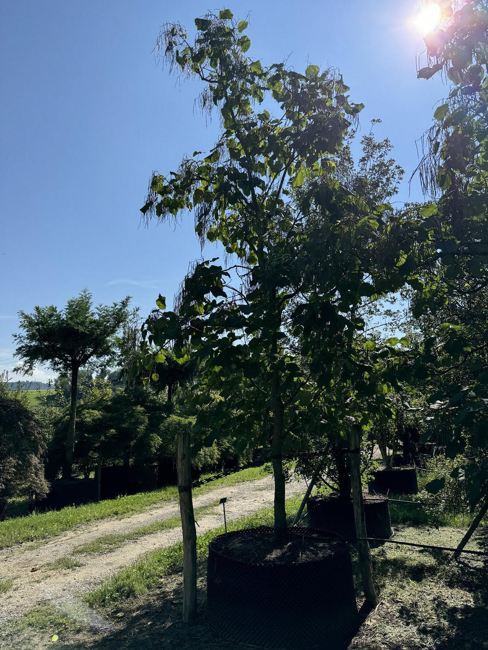 Catalpa ovata