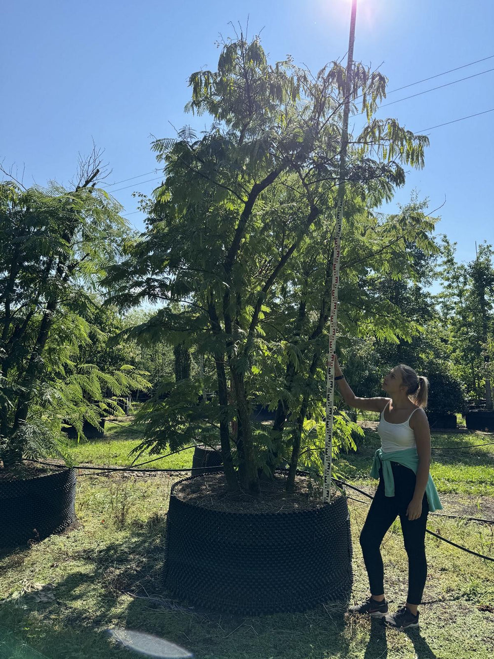 Albizia julibrissin