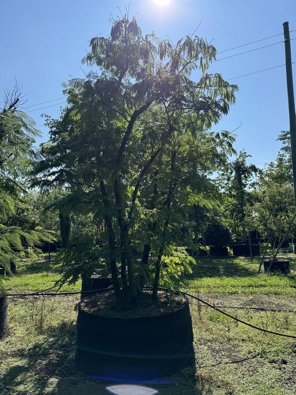 Albizia julibrissin