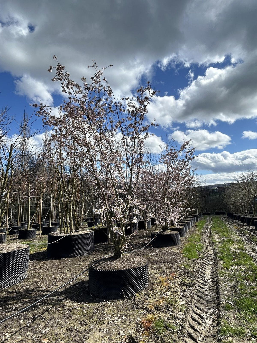 Prunus yedoensis (x)