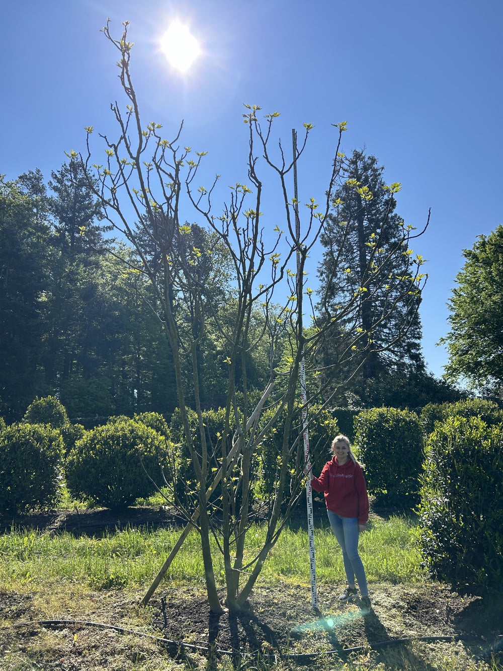 Ficus carica