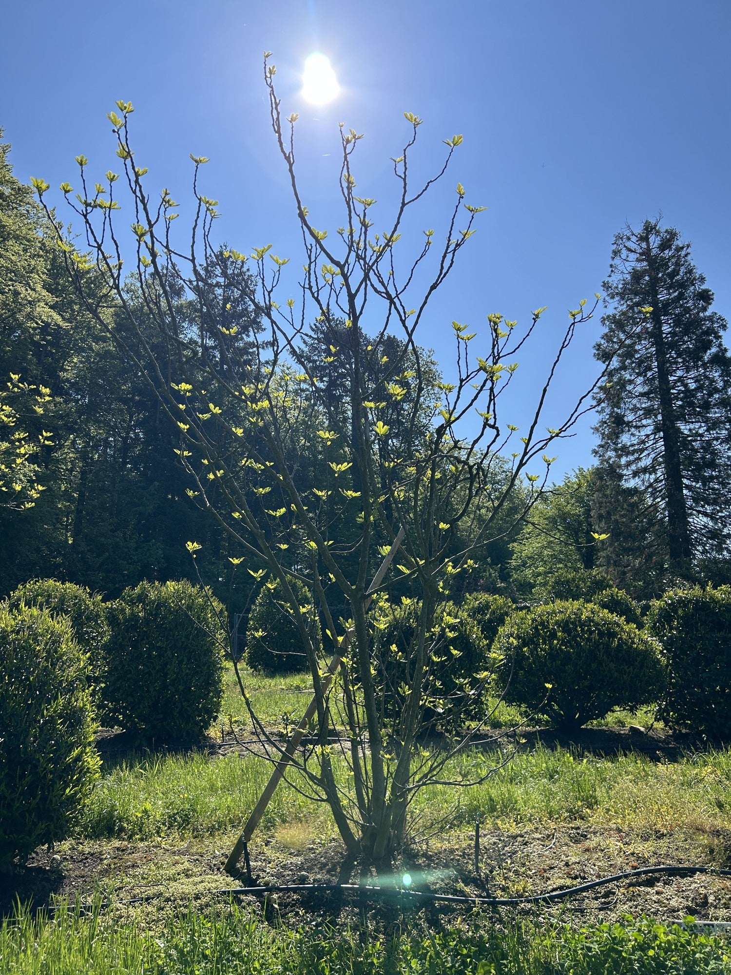 Ficus carica