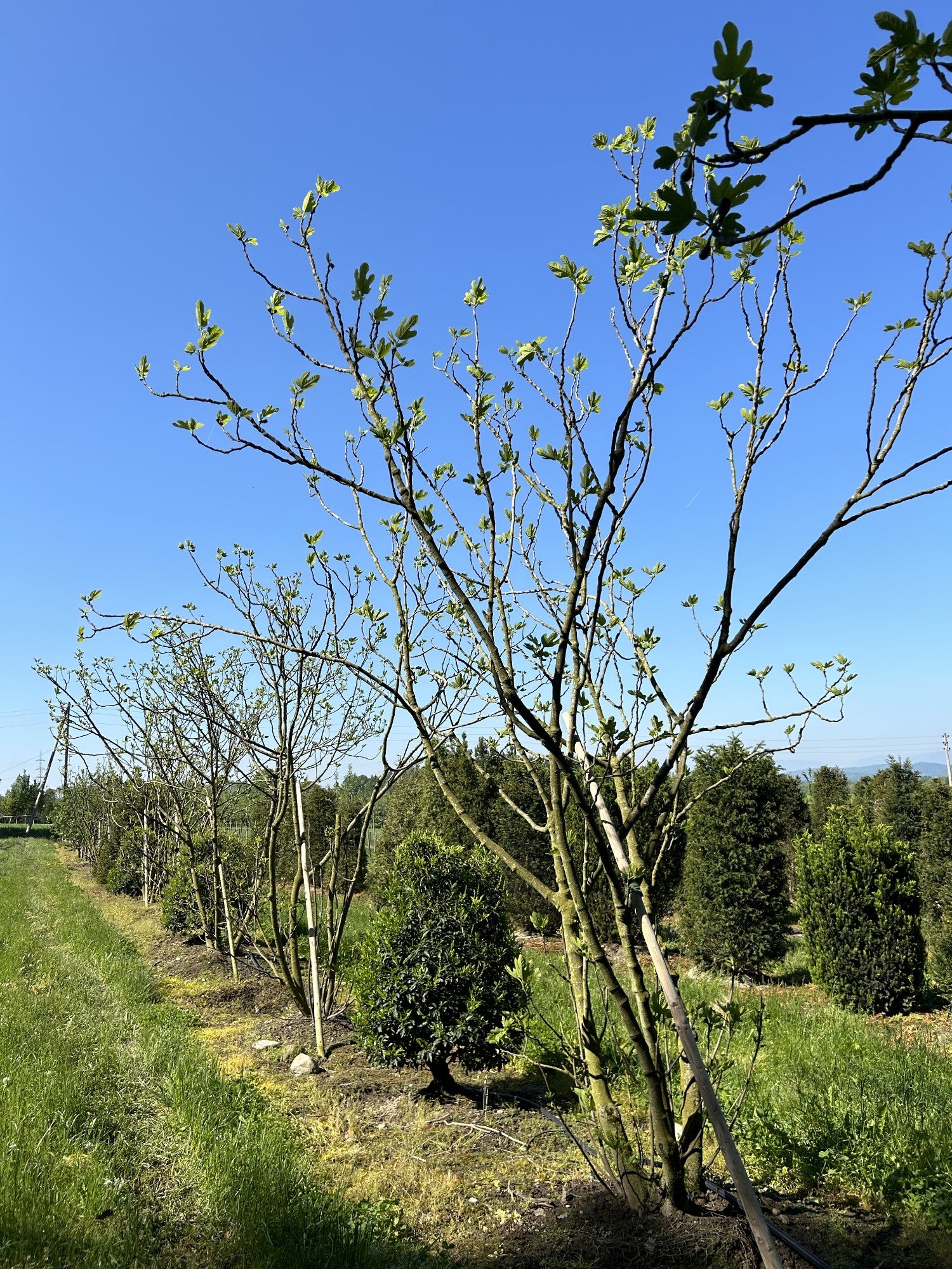 Ficus carica